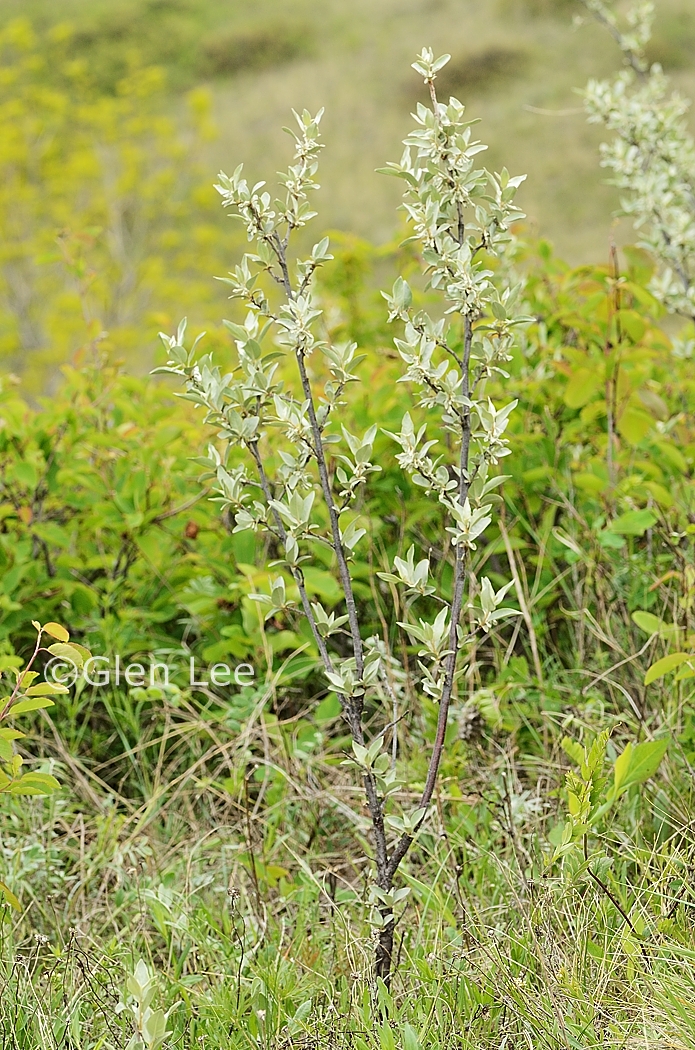 Elaeagnus commutata photos Saskatchewan Wildflowers
